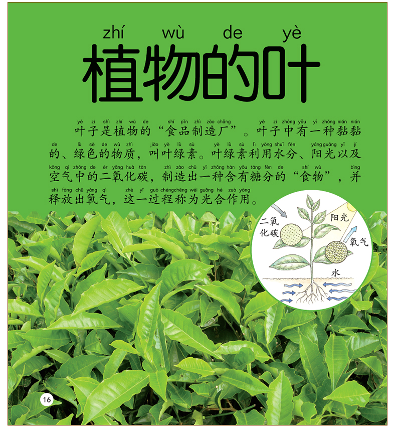 植物大百科绘本十万个为什么注音科普小百科读物全套科学启蒙（文）