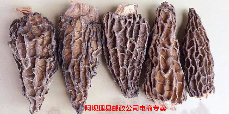 【理县邮政  助力乡村振兴】川西高原羊肚菌（干货）尖顶羊肚蘑  净含量50克