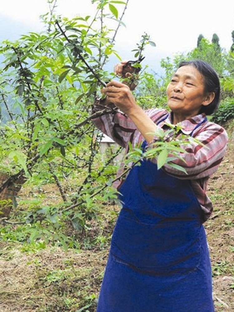 藤椒青花椒新鲜四川特产花椒滕腾椒特级鲜花椒湿鲜生麻椒特麻真空净重700克