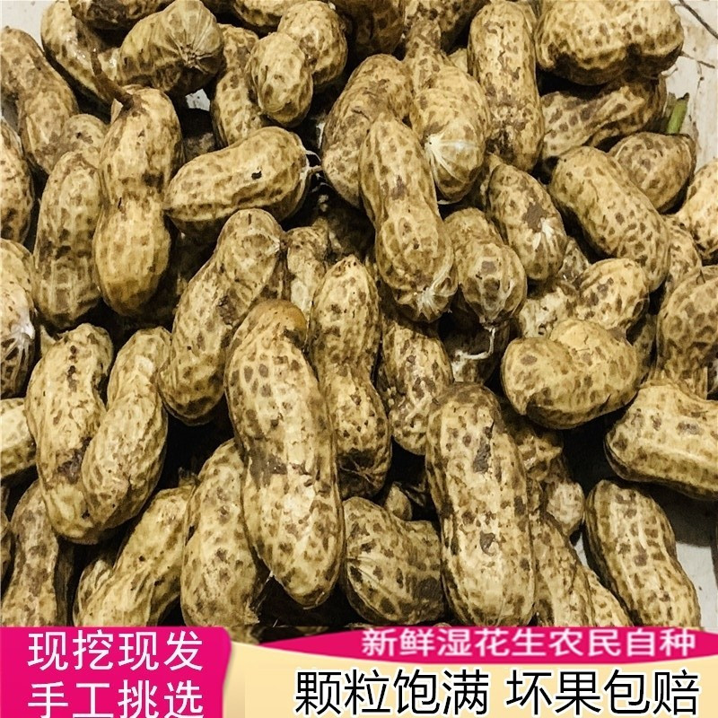 2021新鲜带壳湿花生当季现挖农家自种粉红皮鲜花生散装可生吃水煮3斤