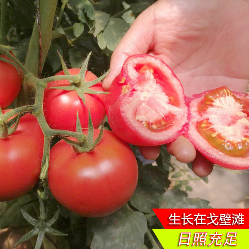 【邮乐 酒泉馆】水果大西红柿  番茄 6斤 包邮 下单立即发货
