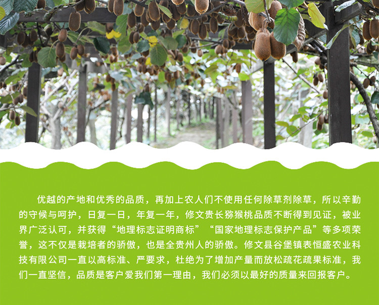 贵州修文贵长绿心猕猴桃鲜果18枚 单果重60-70g 地理标志保护产品 无公害认证产品 全国包邮