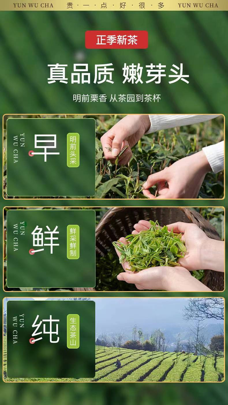 别茶坊 【英山】大别茶访2023年明前茶