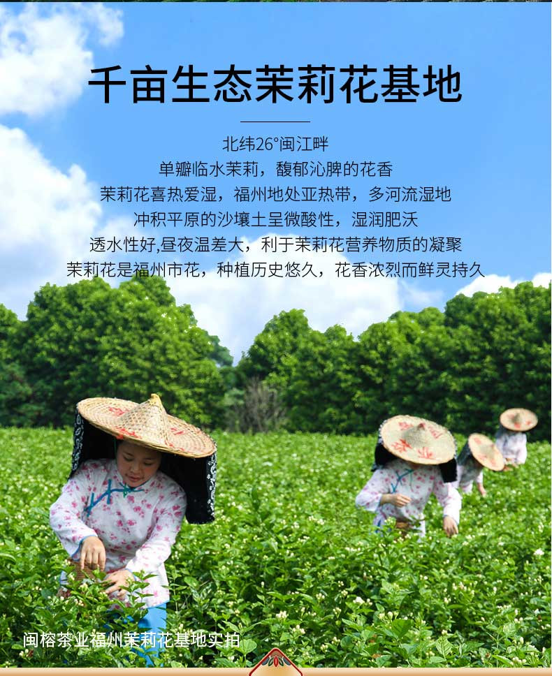 闽榕茶业 茉莉龙毫 罐装 福州茉莉花茶