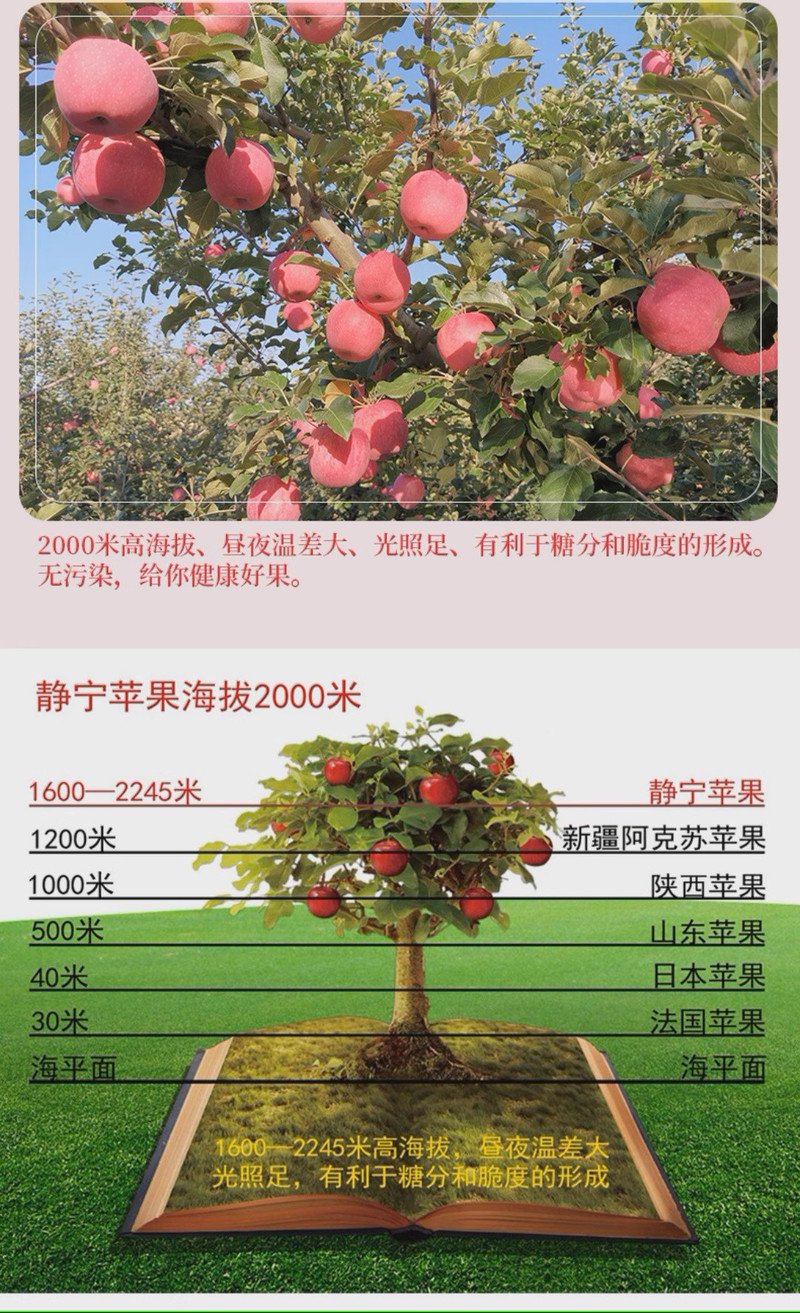 农家自产 【平凉静宁馆】静宁县红富士苹果 全国包邮价60元