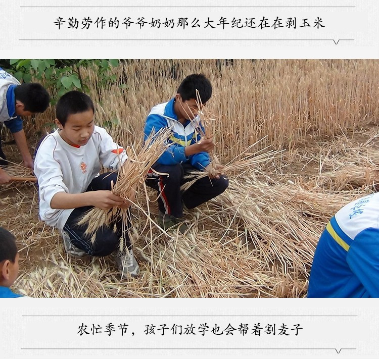 食家巷 甘肃特产美食传统平凉锅盔手工大饼多种口味可选