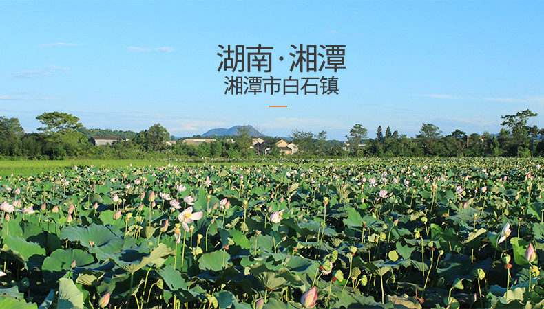 【方家铺子_湘莲】湖南特产湘潭莲子干货去芯 磨皮无芯白莲子500g