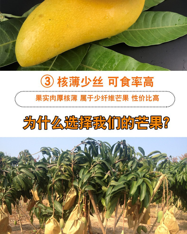 海南黄皮金煌芒果产地货源水仙芒甜蜜现摘现发10斤