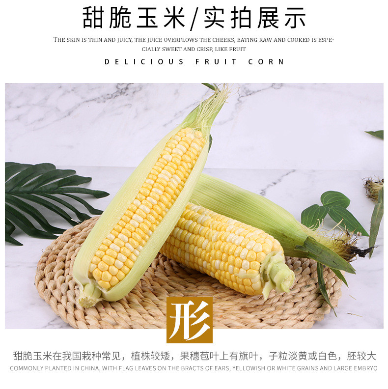 云南高原农家自然种植甜脆玉米新鲜蔬菜甜脆玉米棒包谷生鲜