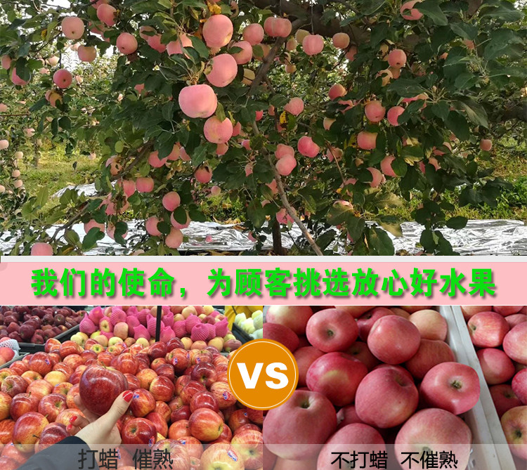 【精准扶贫 平陆馆】中国邮政精准扶贫运城平陆新鲜苹果