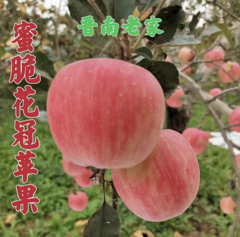 晋南老家 【山西.运城】万荣羊奶苹果 超好吃9枚大果