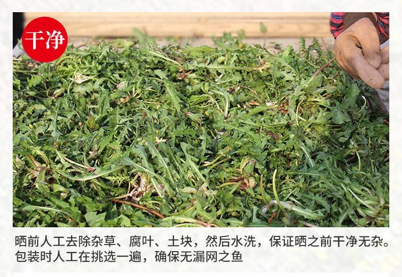 芮蒲 正宗野生整株带根蒲公英250g【晋乡情.运城】花草茶泡水