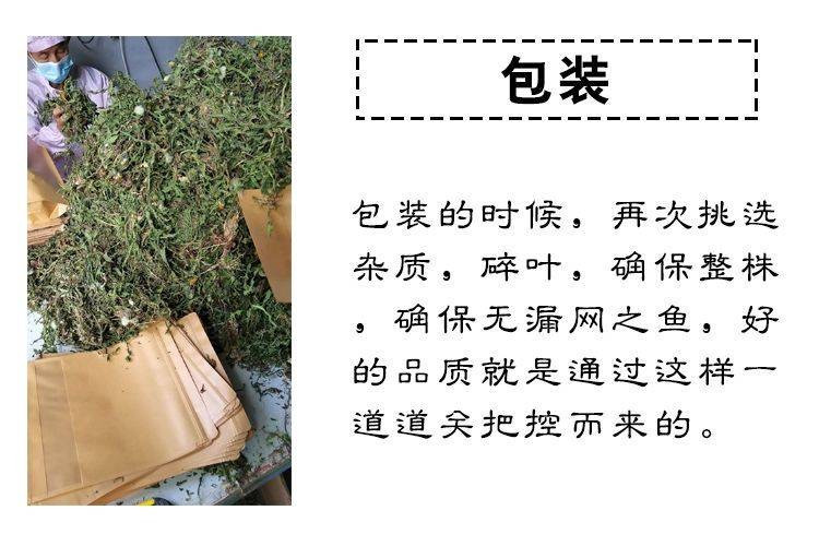 芮蒲 正宗野生整株带根蒲公英250g【晋乡情.运城】花草茶泡水