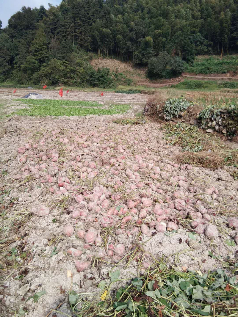 【会同特色馆】农家自产 地瓜干250g袋装