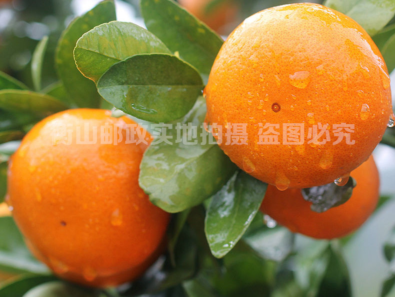 楚南味道 衡山永和沃柑 超大精品果 脆脆甜 汁汁爆 橘子 新鲜水果