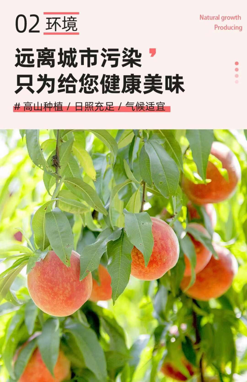 【地理标志】湖南 衡阳  衡山萱洲 当季时令水果 爆甜 3.5斤红脆桃 桃子 血 爱心助农