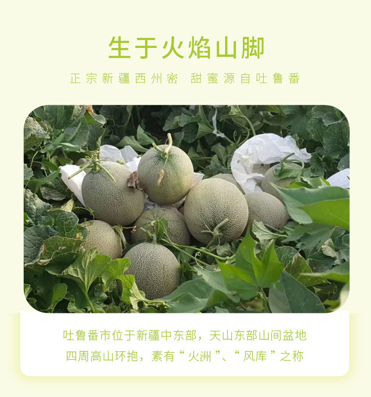 【沈阳馆】哈密瓜 西州蜜25号哈密瓜5-6斤装2个