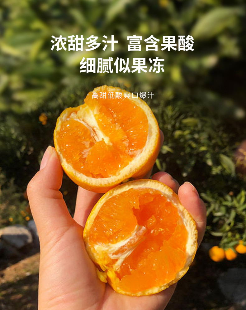 一苇农佳 九月红5斤小果（65-75）彩箱普通快递