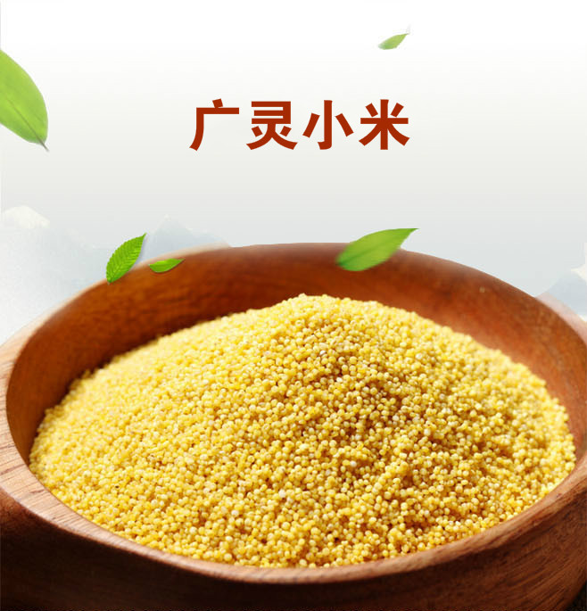 【天镇县馆】山西特产 广灵小米500g*3