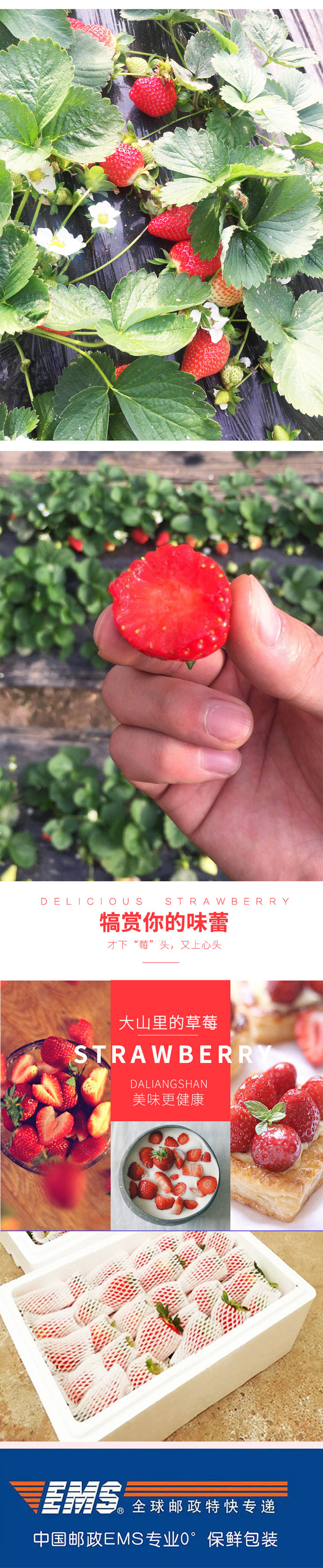 【邮乐 永靖县】初尝甜香多汁鲜嫩水润刘家峡新鲜草莓 3斤装包邮（省内专拍）