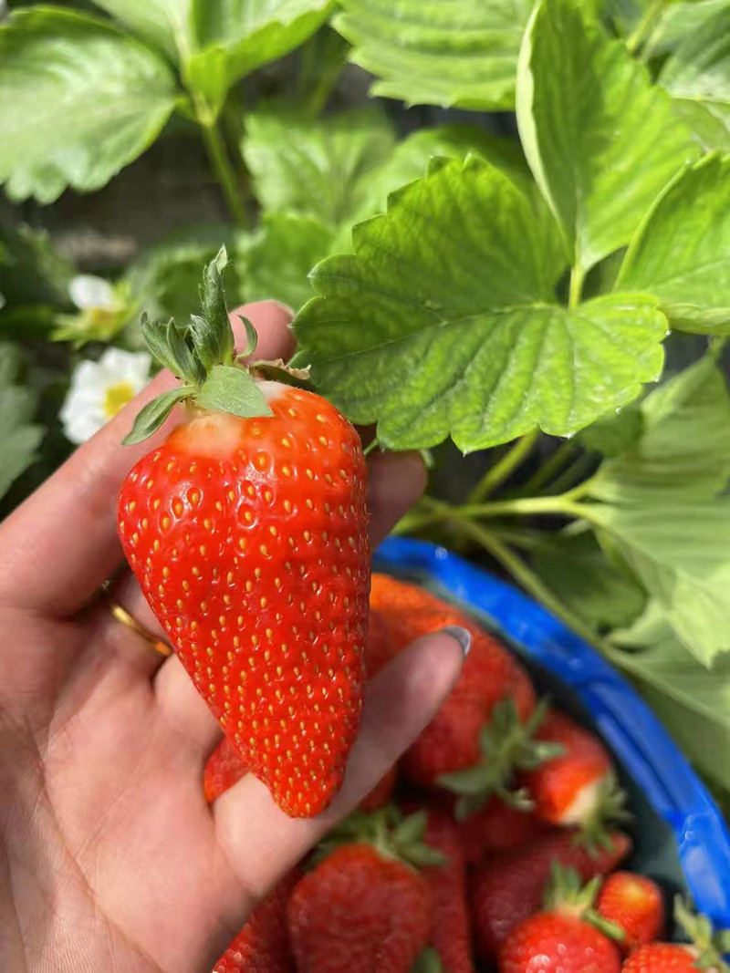 农家自产 刘家峡夏季爱莎草莓