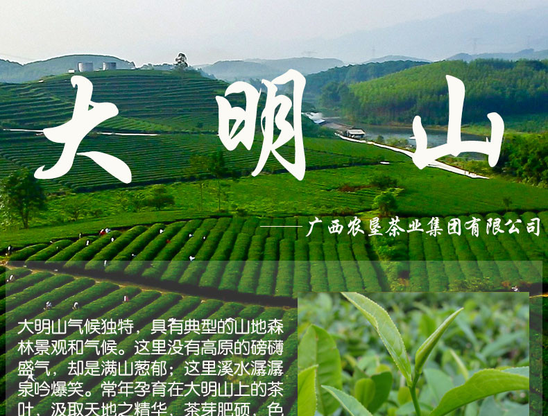 【12月12日10点限时开抢】上林特产大明山金萱红茶一级红茶100g/袋【领劵11.8元】包邮