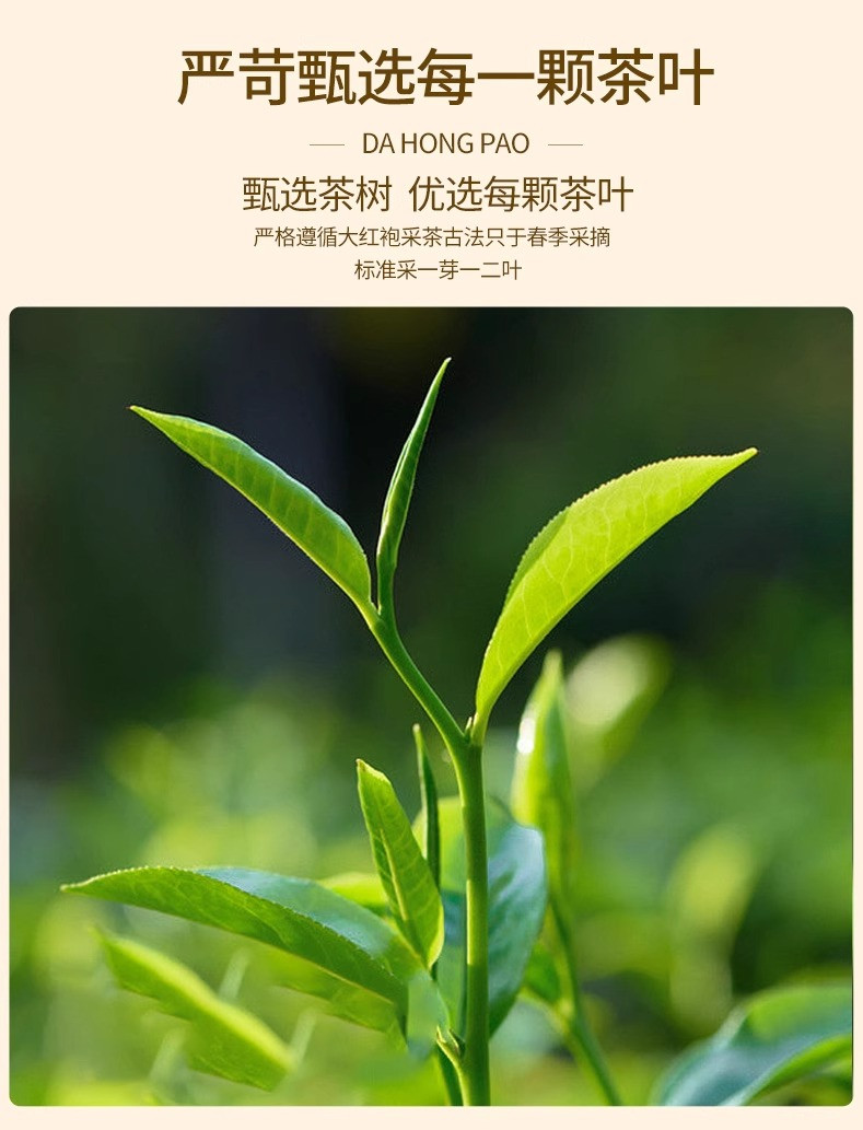 半春茗 大红袍茶叶2024新茶肉桂岩茶浓香型高山乌龙茶泡袋