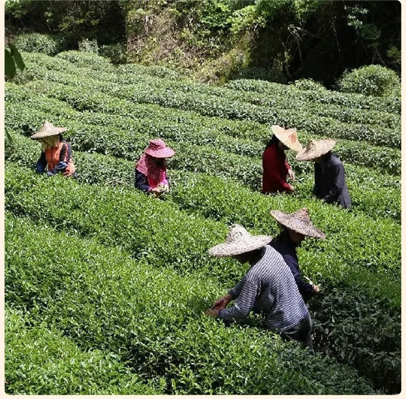 半春茗 【厦门馆】大红袍茶叶2024新茶肉桂岩茶浓香型高山乌龙茶泡袋