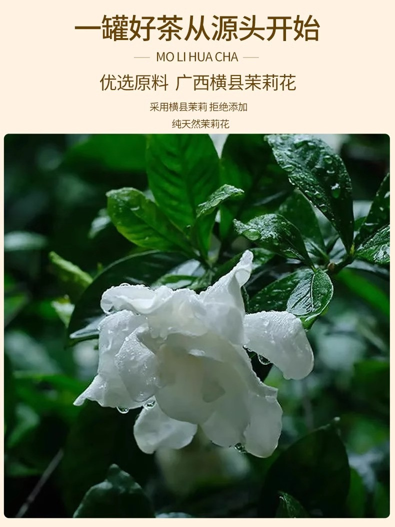 半春茗 【厦门馆】茉莉花茶浓香型绿茶福州冷泡茶2024级茶叶小泡袋装