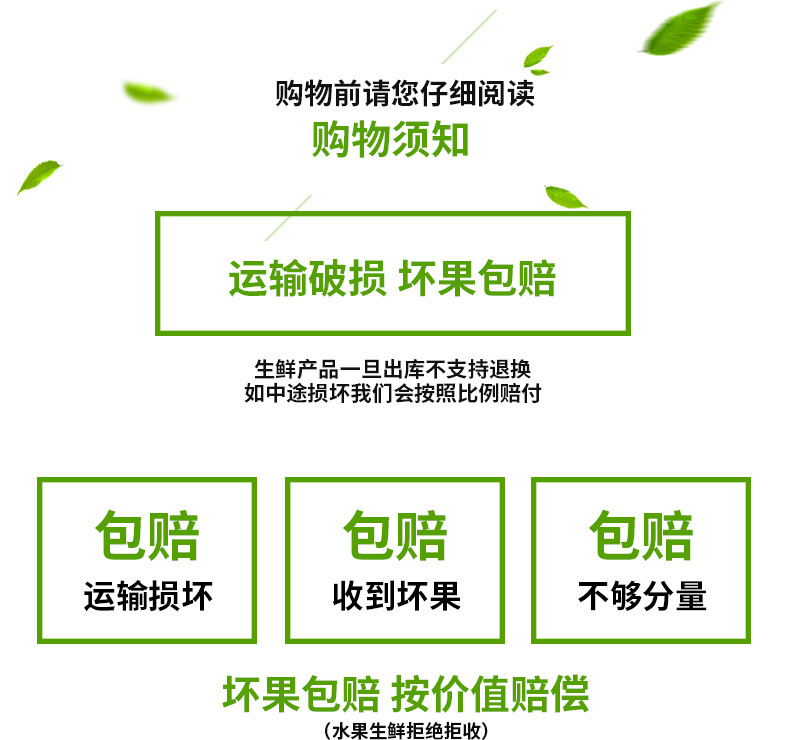 【坏果包赔】云南脆柿9斤 现摘现发新鲜应季水果 当季脆甜硬柿子脆皮柿子YHG