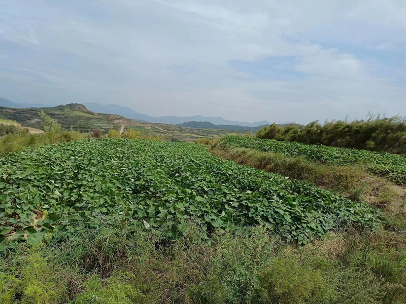 农家自产 【莱芜馆】山东莱芜沙地蜜薯 烟薯25号5斤