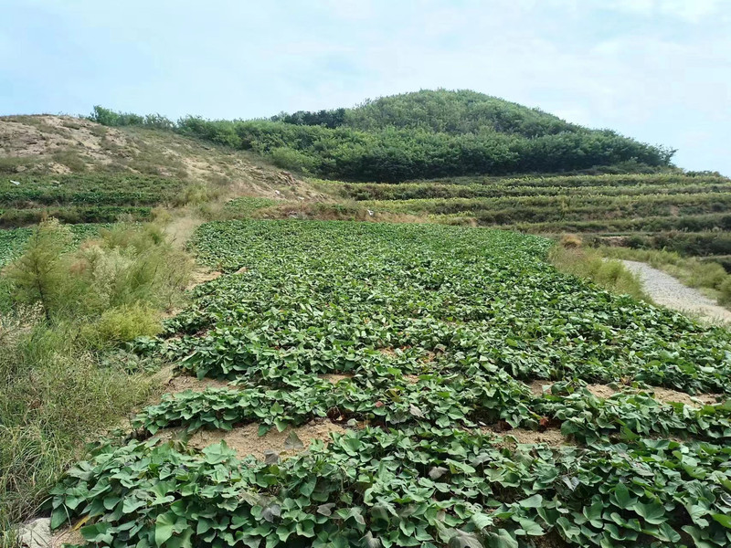 农家自产 【莱芜馆】山东莱芜沙地蜜薯 烟薯25号5斤