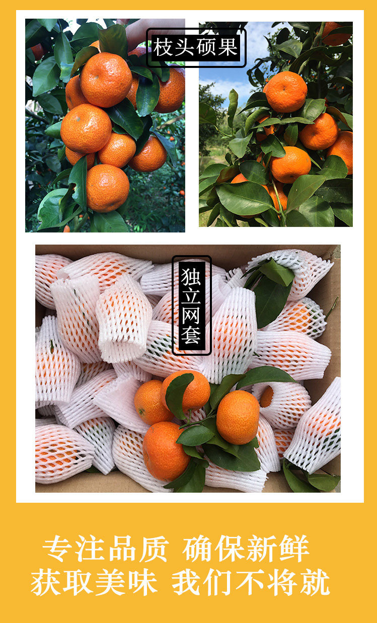  5斤装 广西 沙糖桔砂糖橘 甜橘子2.5kg  新鲜水果中果 单果40-50mm