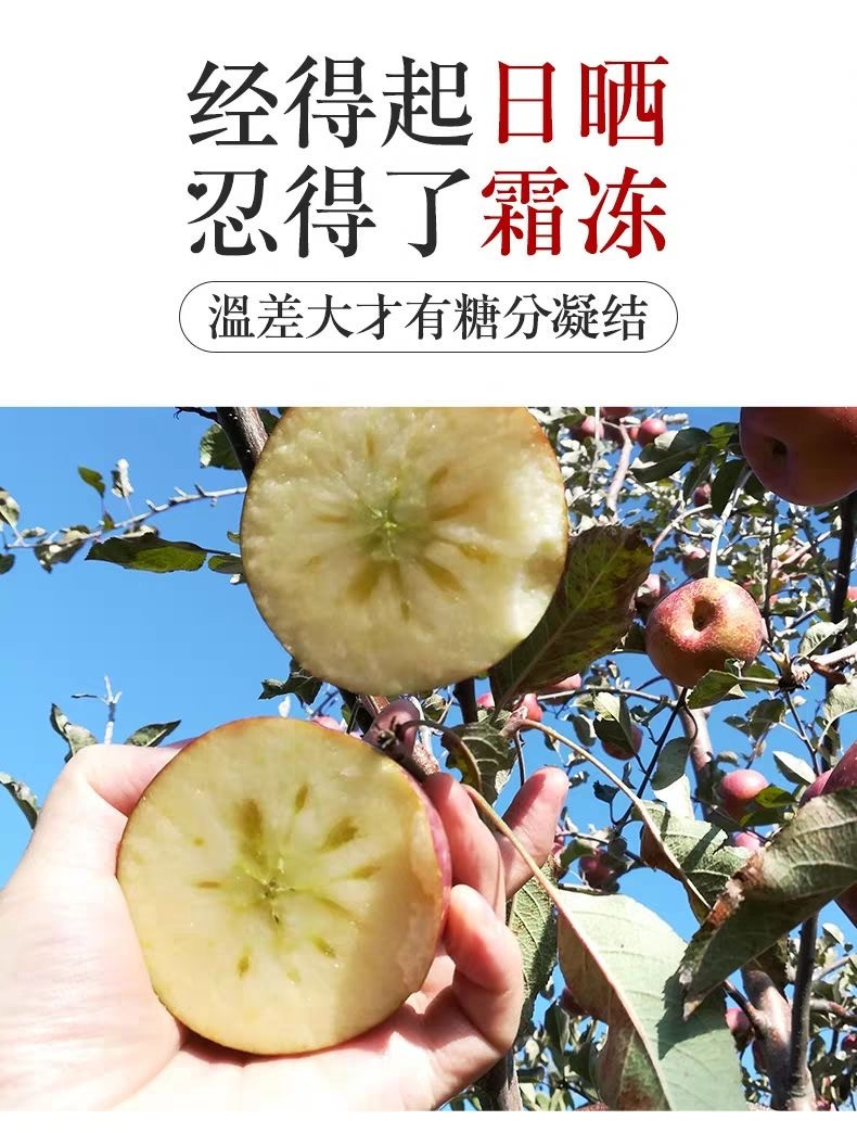 新疆阿克苏苹果 带箱10斤/果径80mm18粒左右 年货礼盒 生鲜 新鲜水果