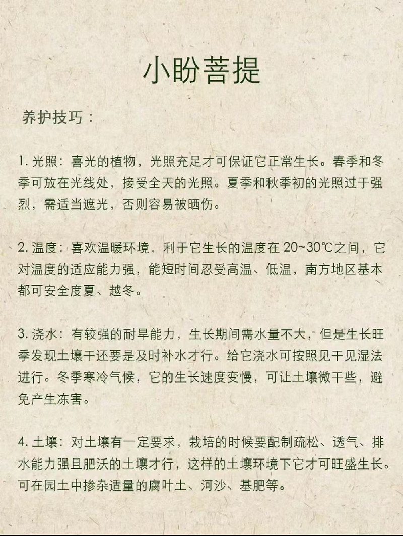 农家自产 A级大号小盼菩提 （连盆带底座)