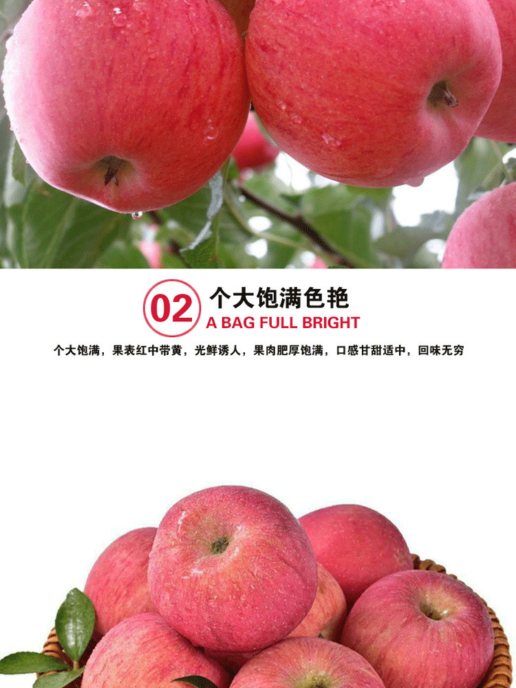 宁福吉 山东烟台红富士苹果 农家新鲜脆甜水果3斤装 75mm红富士定制批发