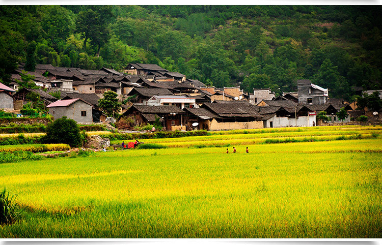 农家自产 【扶贫助农】邮三湘 怀化麻阳 清香甜蜜野花山花百花土蜂农家百花土蜂蜜500g装