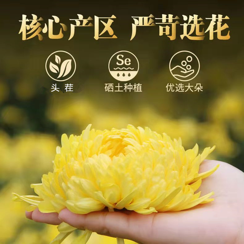 萃涣堂 【萃涣堂邮选30朵】黄山金丝黄菊一朵一杯大菊花茶礼装金丝皇菊贡菊胎菊