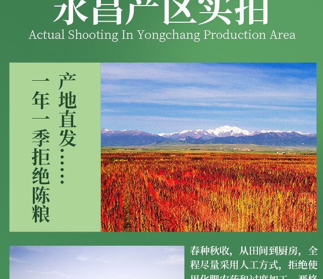 农家自产 【金昌市振兴馆】祁连农庄有机白藜麦500g/袋粗粮 全国包邮