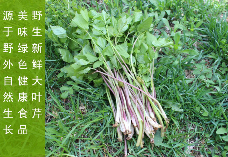 农家自产 山野菜大叶芹500g/箱（尝鲜装） （直播链接）