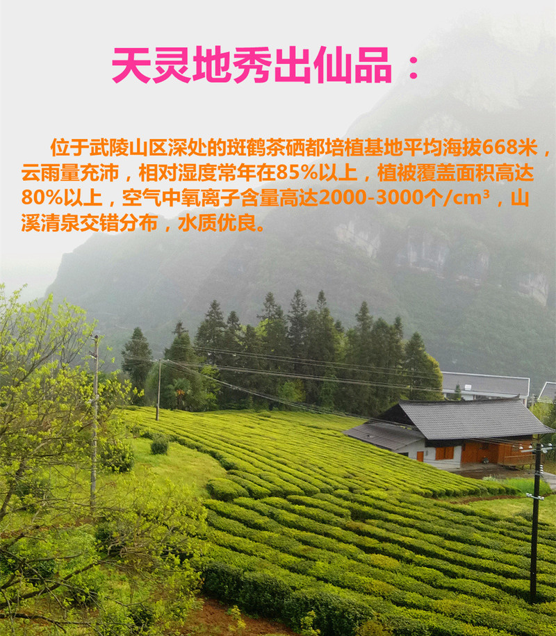 斑鹤绿茶恩施富硒茶鹤峰茶明前茶400g礼盒装280包邮