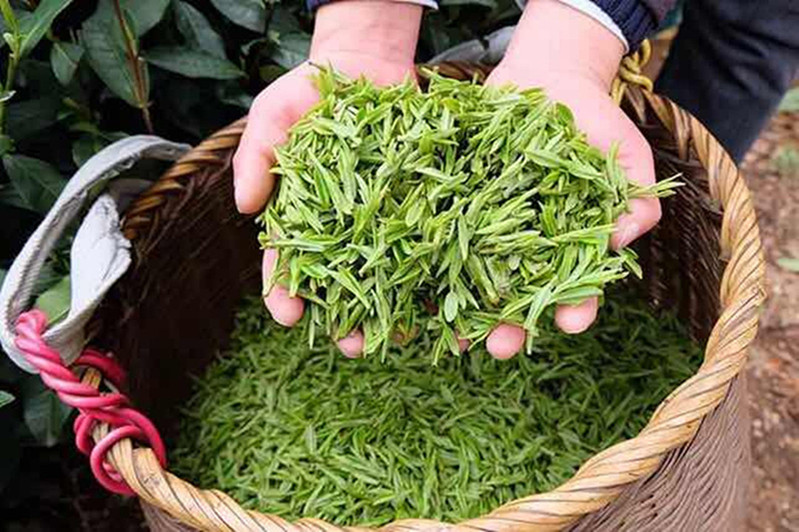 斑鹤绿茶恩施富硒茶鹤峰茶明前茶400g礼盒装280包邮