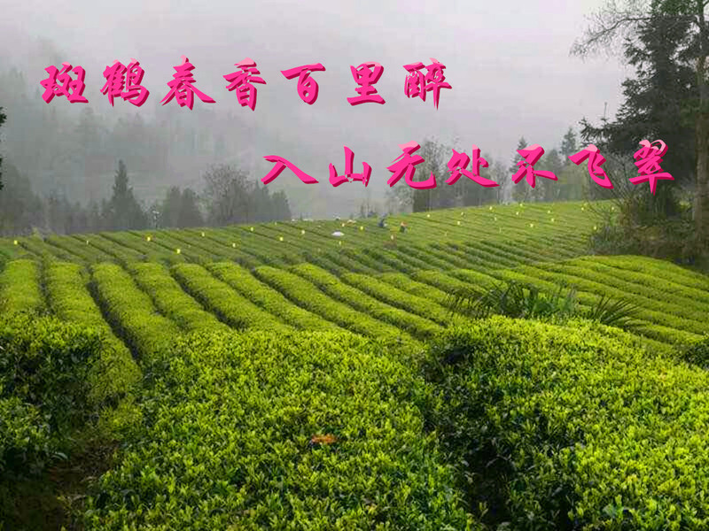 斑鹤绿茶恩施富硒茶鹤峰茶明前茶400g礼盒装280包邮