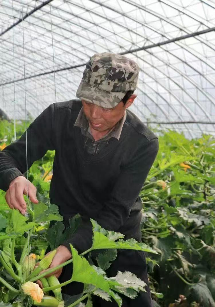 农家自产 山东邮政年货节中国西葫芦第一乡 绿西葫芦混发黄金西葫芦礼盒装