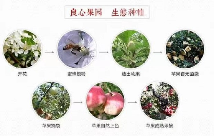 农家自产  山东沂源红苹果75#-80#脆甜多汁带箱5斤