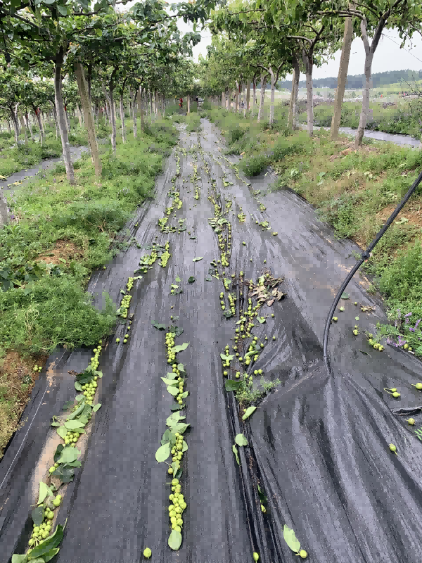 伍欣 伍欣甸园夏雪蜜梨梨子新鲜采摘脆嫩多汁当季水果