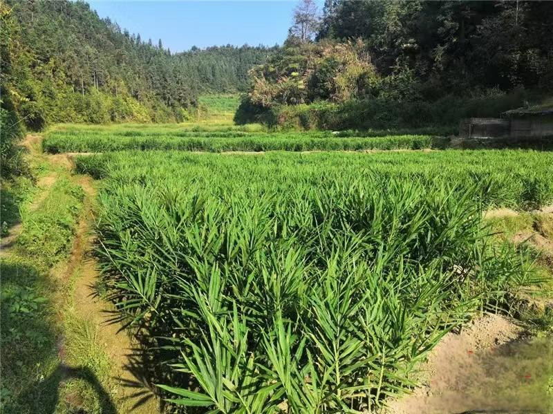 农家自产 资兴州门司镇烟坪村小黄姜助力灾后重建1.5KG