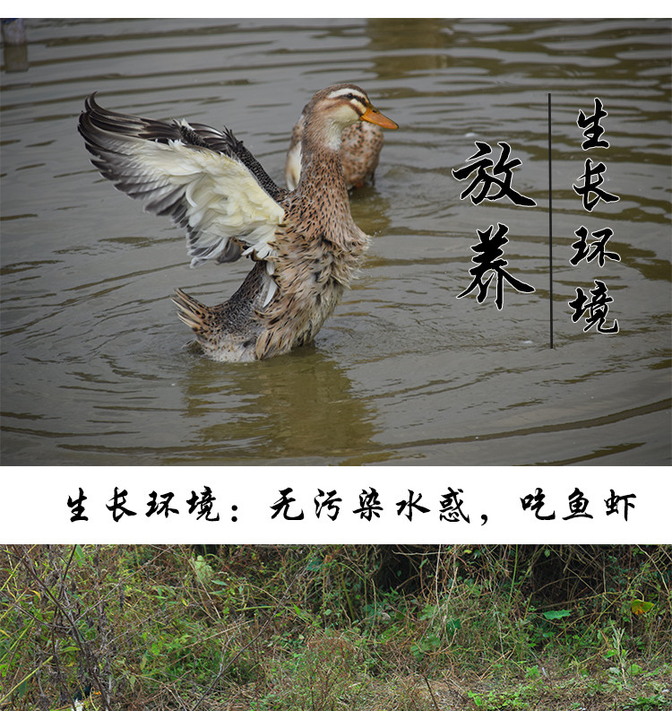   [邮政助农]  邵阳绥宁  湖南正宗风干腌制咸味腊板鸭特产非手撕整只可做卤味香辣味酱板鸭邮政包邮