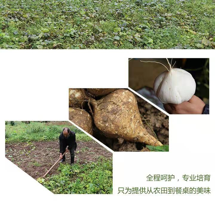 贵州铜仁江口黄牯山地萝卜5斤装带土发货,。注新：新鲜水果疆内蒙天津北京等地不发货