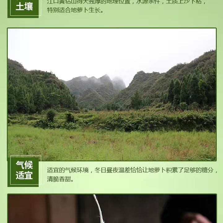 贵州铜仁江口黄牯山地萝卜5斤装带土发货,。注新：新鲜水果疆内蒙天津北京等地不发货